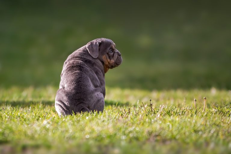 Dog Poop Pickup in Westfield Indiana