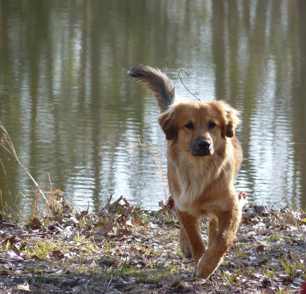 Dog Poop Pickup in Westfield Indiana