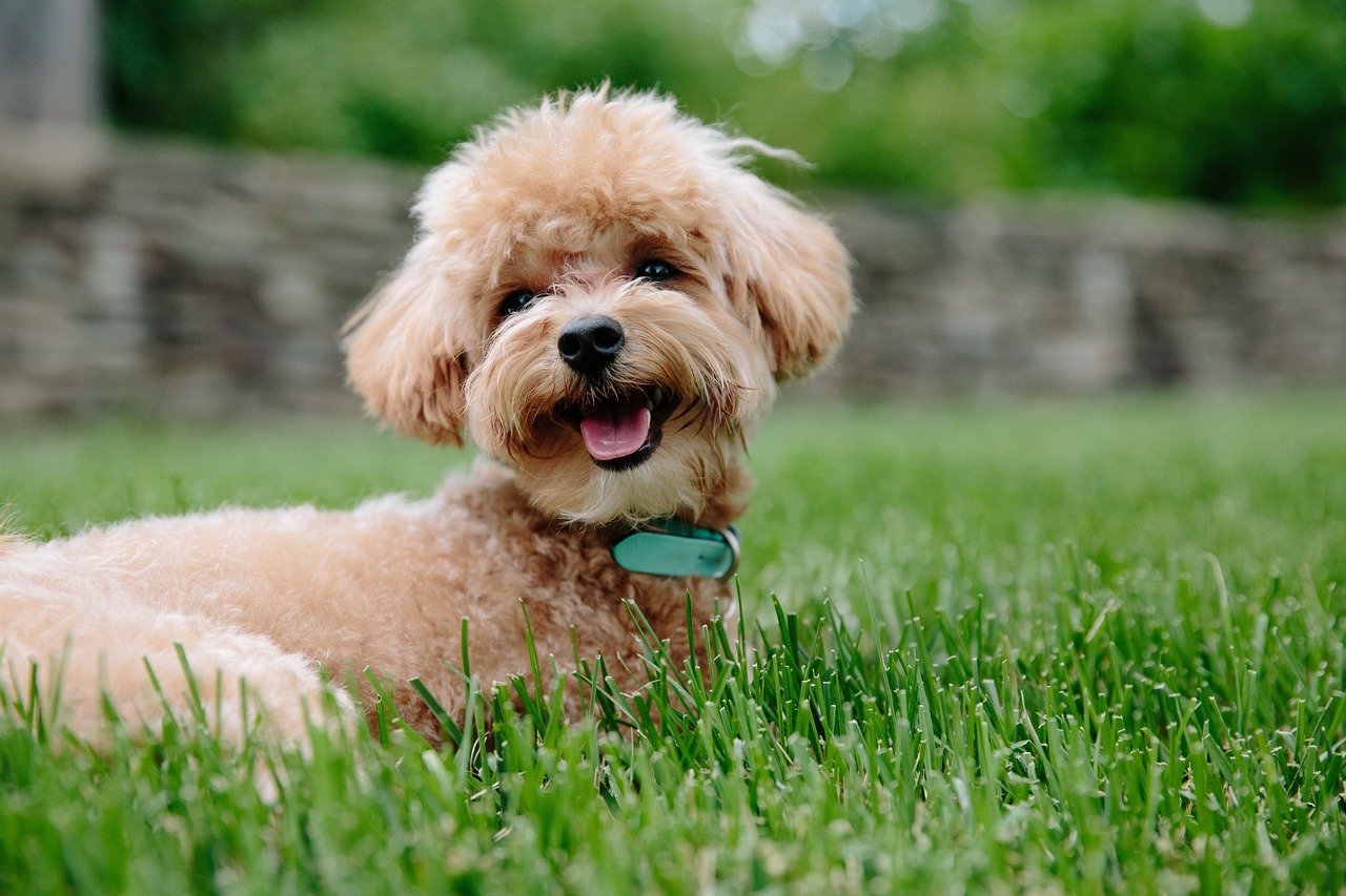 Dog Poop Pickup in Westfield Indiana